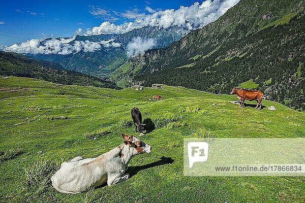 Serene friedliche Landschaft Hintergrund  Kühe grasen auf alpinen Wiese im Himalaya-Gebirge. Himachal Pradesh  Indien  Asien