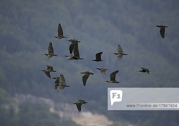 A flock of Steller's Northern Bald Ibis (Geronticus eremita)  Hermit Ibis  or Waldrapp in flight  Alpine foothills  Austria  Europe