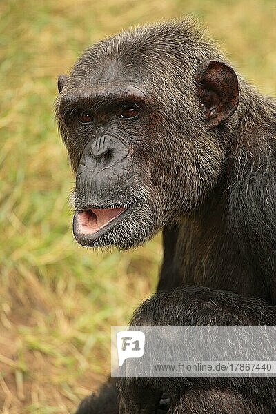 Chimpanzee Pan t. troglodytes Adult Portrait Vorkommen: Afrika Africa