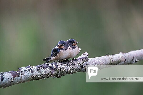 Barn swallow (Hirundo rustica) Young birds waiting to feed  Germany  Europe