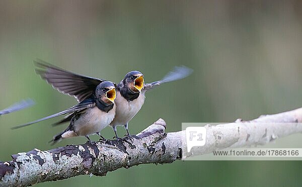 Barn Swallow (Hirundo rustica) Young birds begging for food