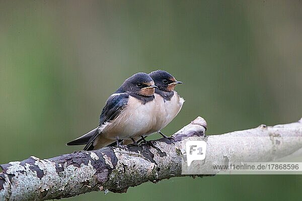 Barn swallow (Hirundo rustica) Young birds waiting to feed  Germany  Europe