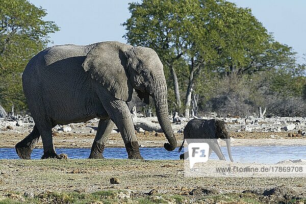 Afrikanische Elefanten (Loxodonta africana)  Mutter mit Elefantenbaby beim Spaziergang am Wasserloch  Etosha-Nationalpark  Namibia  Afrika