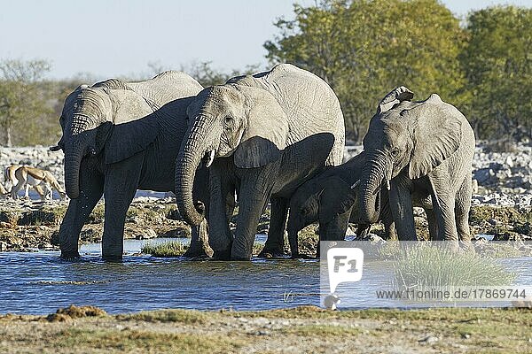 Afrikanische Elefanten (Loxodonta africana)  Herde mit Elefantenbaby beim Trinken an einem Wasserloch  Etosha-Nationalpark  Namibia  Afrika