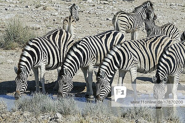 Burchell-Zebras (Equus quagga burchellii)  Herde beim Trinken am Wasserloch  Etosha-Nationalpark  Namibia  Afrika