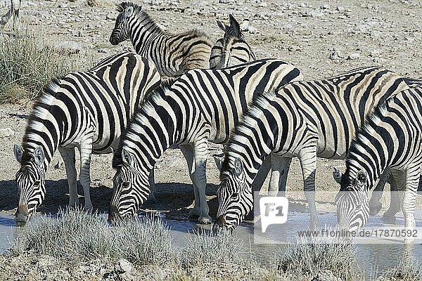Burchell-Zebras (Equus quagga burchellii)  Herde beim Trinken am Wasserloch  Etosha-Nationalpark  Namibia  Afrika