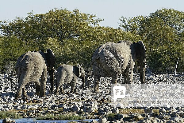Afrikanische Elefanten (Loxodonta africana)  Mutter mit Kälbern beim Verlassen des Wasserlochs  Etosha-Nationalpark  Namibia  Afrika