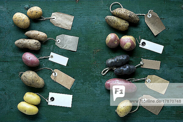 Studio shot of different varieties of labeled potatoes flat laid against green background