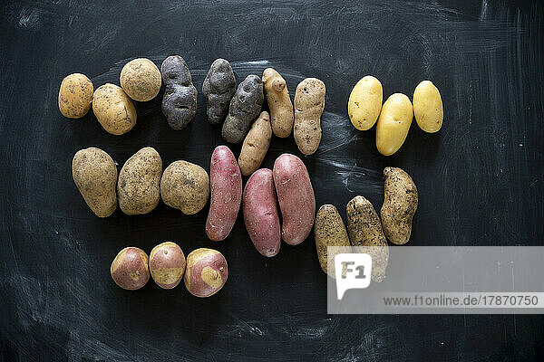 Studioaufnahme verschiedener Kartoffelsorten  flach gelegt vor schwarzem Hintergrund
