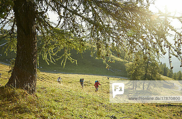 Hikers walking in grass on sunny day  Mutters  Tyrol  Austria