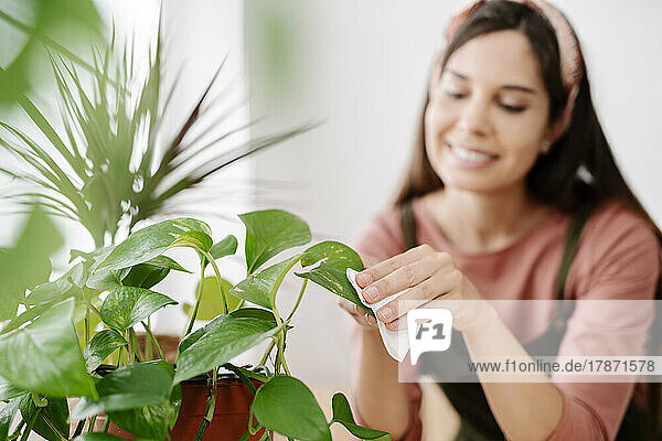 Smiling woman cleaning leaf of houseplant at home