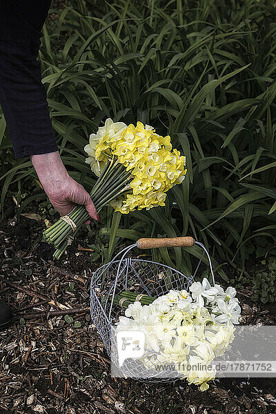 Arm of woman harvesting blooming daffodils into basket