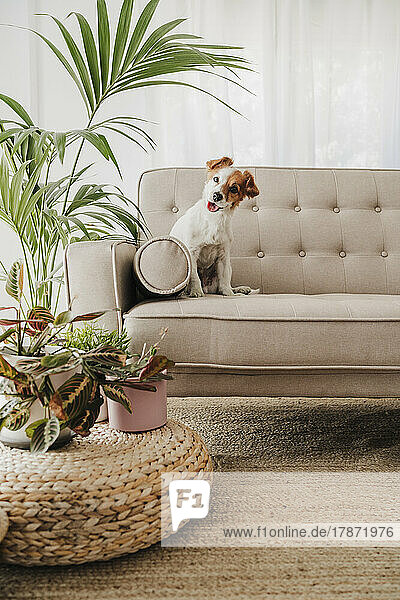 Cute dog panting sitting on couch at home