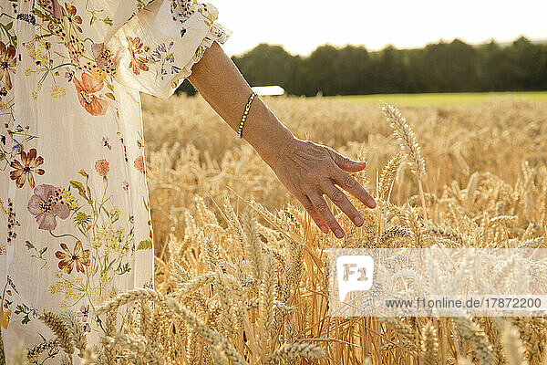 Hand of woman touching wheat crop at field