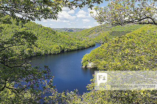 Obersee lake amidst green hills at Eifel National Park  Germany