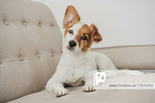 Cute dog sitting on sofa at home