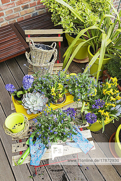 Planting of various springtime flowers in balcony garden