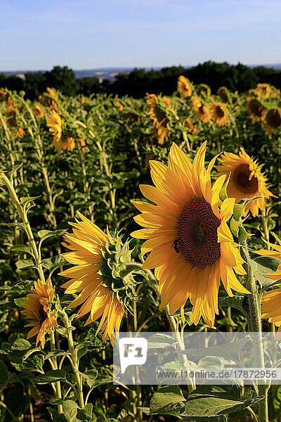 Cultivated sunflowers blooming in summer