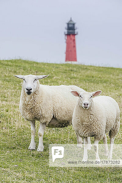 Two sheep standing on levee with lighthouse in background