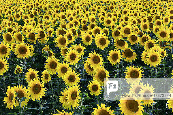 Sunflowers blooming in summer field