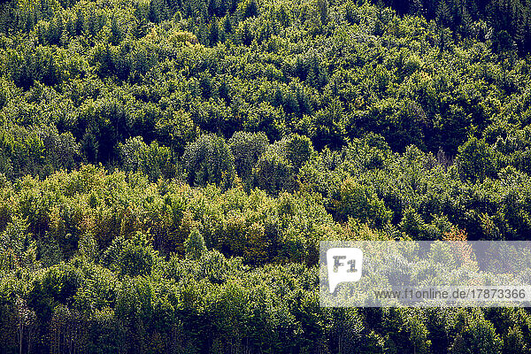 Aerial view of green woodland in Black Forest range