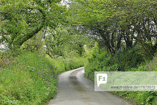 UK  England  Green lush foliage growing along country road in spring