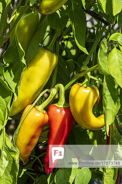 Banana peppers growing in vegetable garden