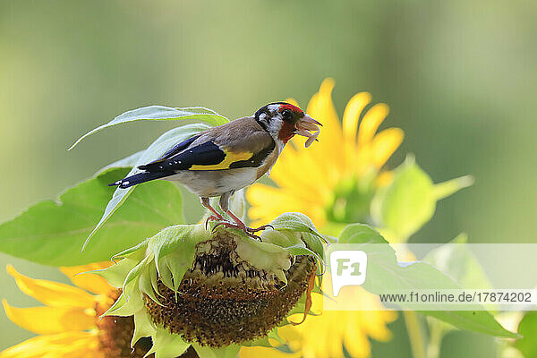 European goldfinch (Carduelis carduelis) feeding on sunflower