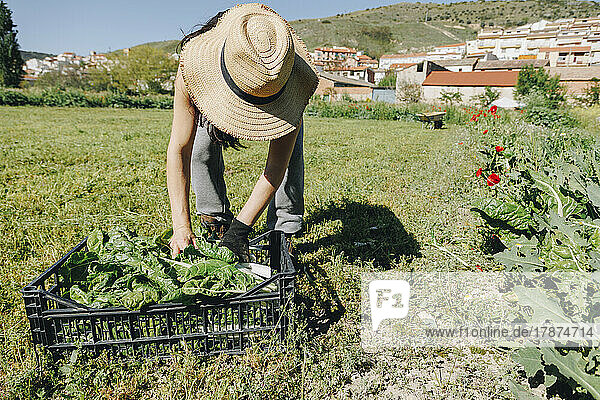 Farm worker wearing hat examining leafy vegetables in crate at field