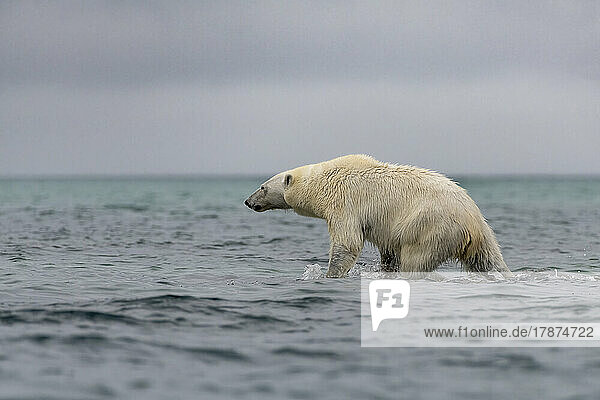 Polar bear (Ursus maritimus) hunting in Arctic Ocean