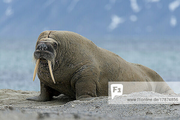 Portrait of resting walrus (Odobenus rosmarus)