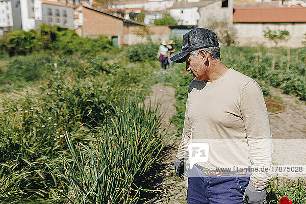 Mature farm worker wearing cap looking at plants on sunny day
