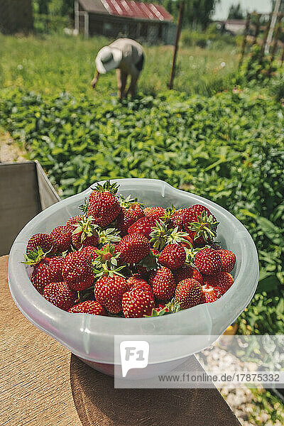 Bowl of fresh strawberries in bowl at farm