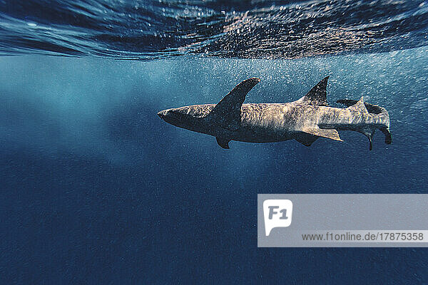 Gray nurse shark swimming in sea
