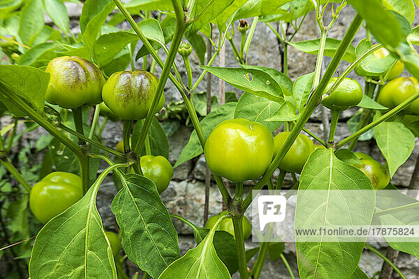 Green peppers growing in vegetable garden