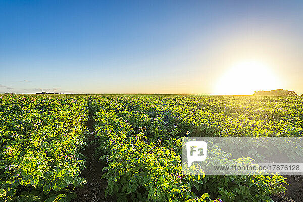 Vast potato field at summer sunset