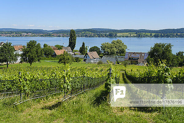 Germany  Baden-Wurttemberg  Reichenau  Summer vineyard with Lake Constance in background