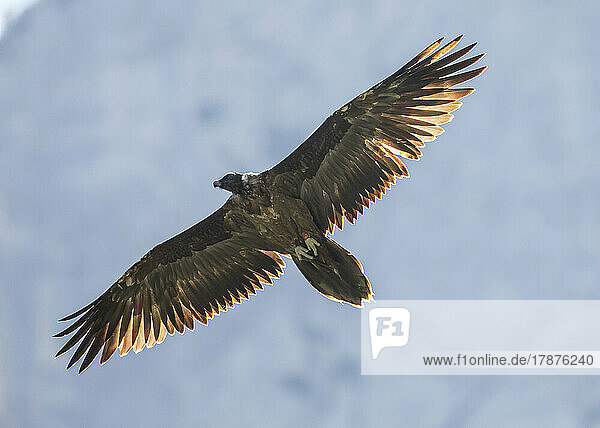 Bearded vulture (Gypaetus barbatus) in flight