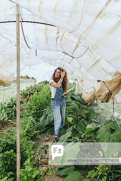 Farmer standing in vegetables greenhouse