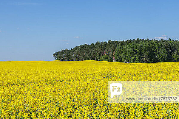 Vast oilseed rape field in spring