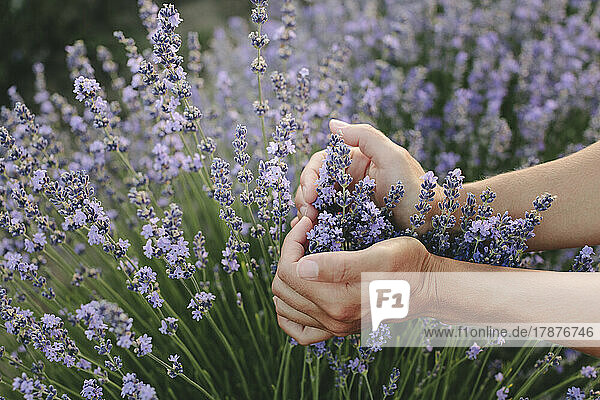 Hands of woman gesturing heart shape with lavender plants in field