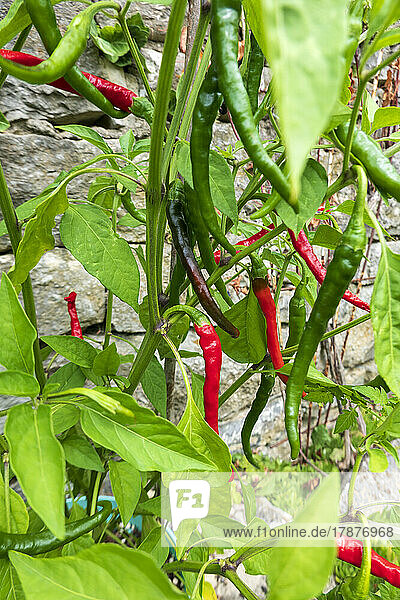 Red chili peppers growing in vegetable garden