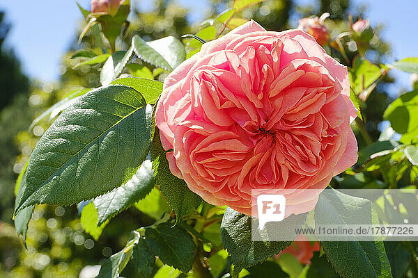 Kopf einer pfirsichfarbenen blühenden Rose