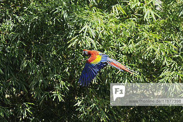 Scarlet macaw (Ara macao) in flight