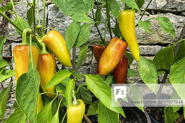 Banana peppers growing in vegetable garden