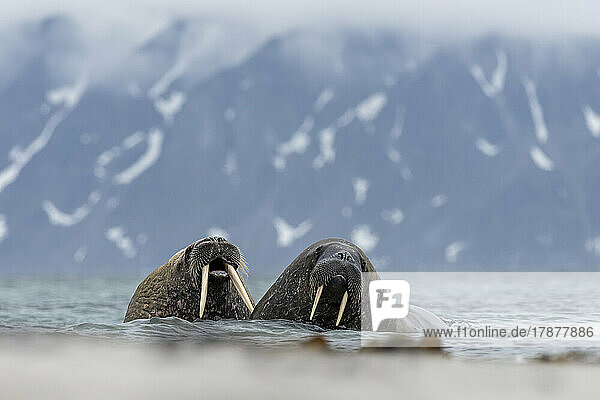 Two walruses (Odobenus rosmarus) lying in coastal water