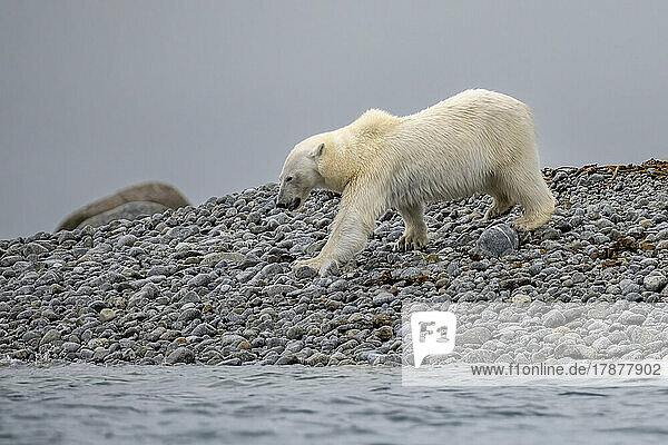 Lone polar bear (Ursus maritimus) in Svalbard