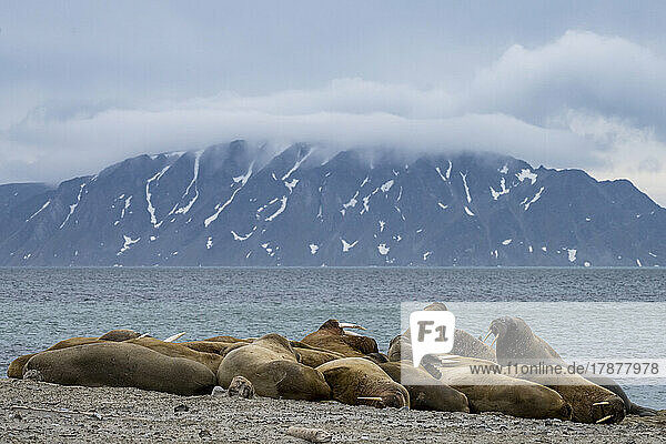 Walrus (Odobenus rosmarus) colony in Svalbard