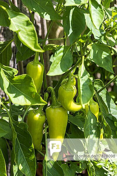 Banana peppers growing in vegetable garden