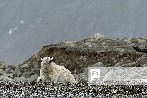 Lone polar bear (Ursus maritimus) in Svalbard